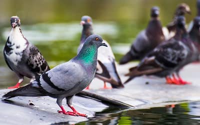 Victime d’une surpopulation de pigeons ? Signalez-vous auprès de la Mairie