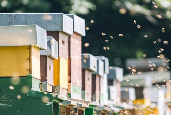 alignement de ruches sous le soleil de printemps. Des abeilles volent autour.