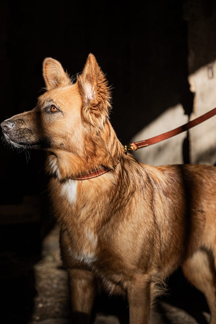 collier en cuir pour chien