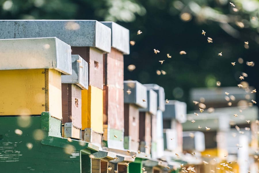 alignement de ruches sous le soleil de printemps. Des abeilles volent autour.